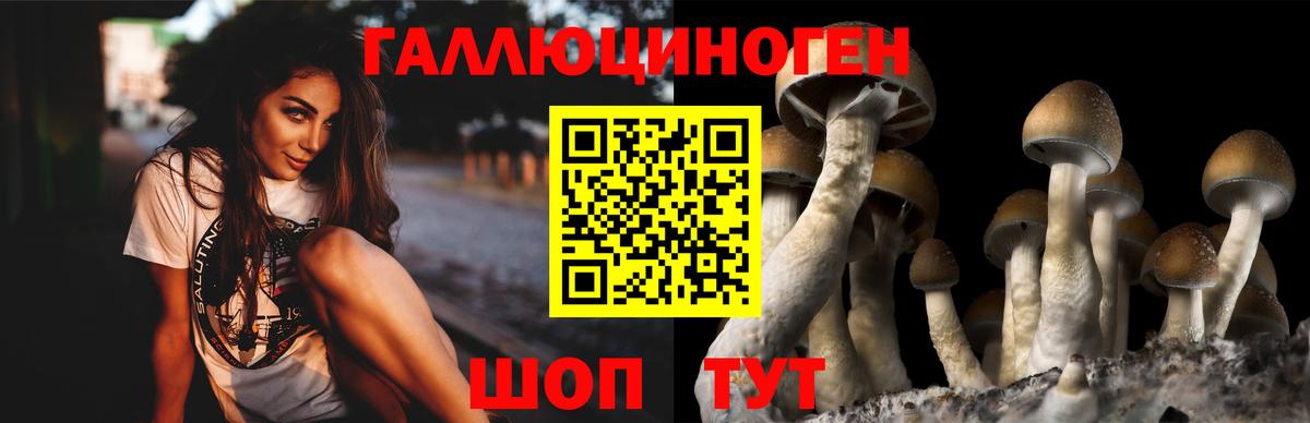 Галлюциногенные грибы GOLDEN TEACHER  Вход с VPN  Галлюциногенные грибы Psilocybine cubensis  Новочебоксарск 